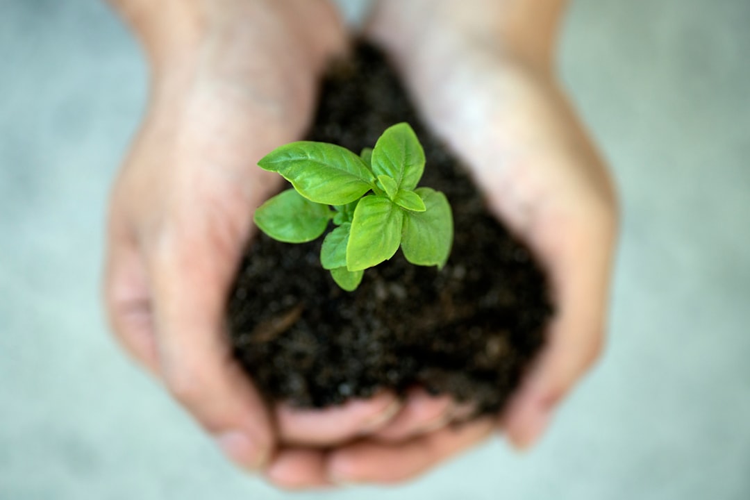 Protecting, holding and nurturing young basil plant in his hands.